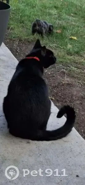 Lost male cat, Everett Avenue, Tacoma - all-black with orange collar - photo