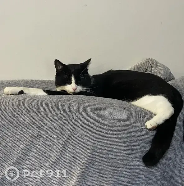 Lost male cat, Hartington Street, Kew - black and white, microchipped - photo