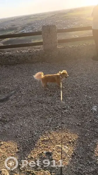 Perdido perro hembra, Villabuena del Puente, Vigo - pequeña de 14 años - photo