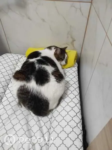 Зникла кішка, Дружня вулиця, Камінь-Каширський - біла з рябими плямами та зеленими очима - photo