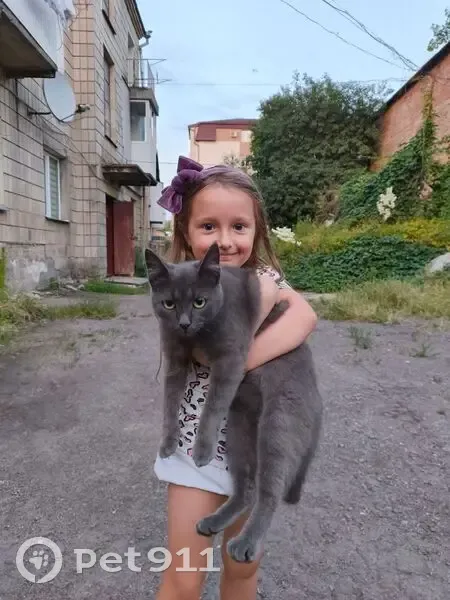 Зникла кішка, Пересопницька вулиця, 187, Рівне - сіренька з густою шубкою - photo