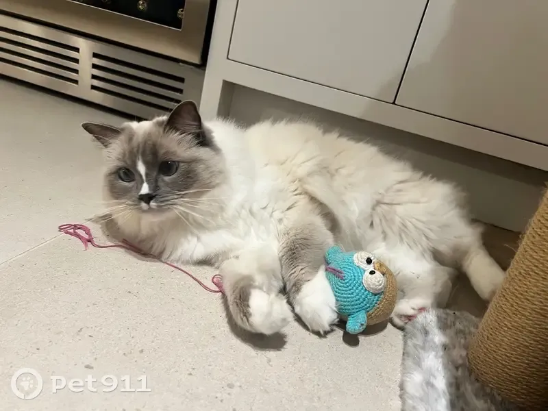 Lost male cat, Woodstock Road, Witney - blue mitted ragdoll - photo