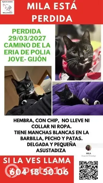 Perdido gato hembra, Cam. de la Ería de Polía, Gijón - negra con pintas blancas - photo