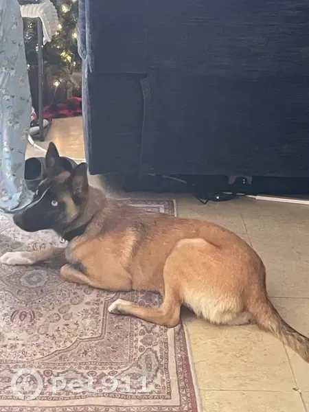 Lost male dog with blue eyes, Autumn Moon Drive, Las Vegas - photo