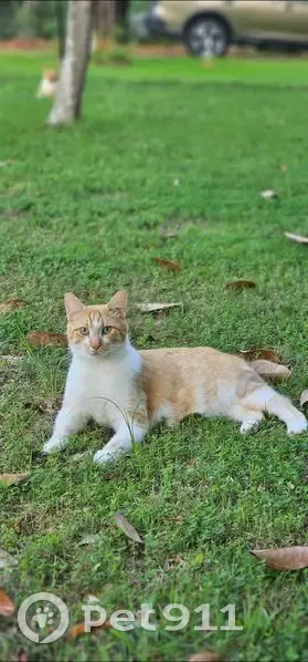 Lost male cat, Sheridan, Arkansas - bob tail - photo