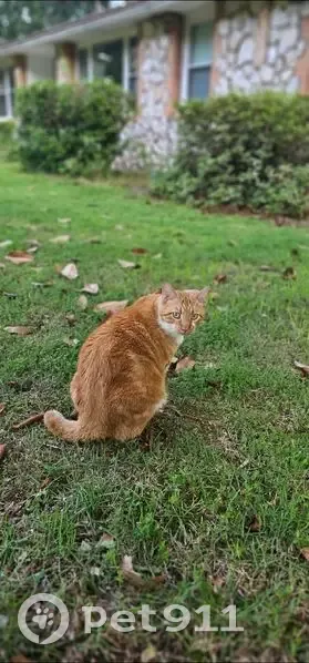 Lost male cat, Sheridan, Arkansas - half bob tail - photo