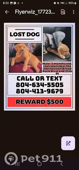 Lost male dog, Stockton Street, Richmond - photo