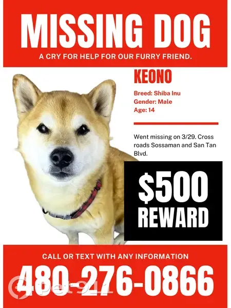 Lost dog, East Mary Ann Way, Queen Creek - male Shiba, 14 years old - photo