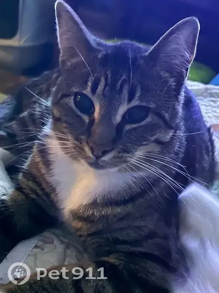 Lost male cat, Church Street, 411, Leslie - dark stripe with white feet - photo