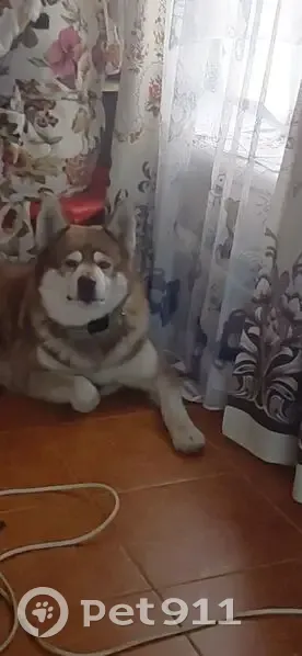 Зник собака, Семейська вулиця, 44, Дніпро - коричнева лайка з білими окулярами - photo