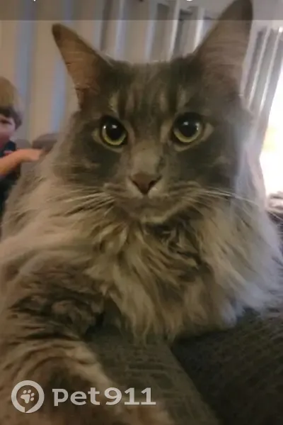 Lost male cat, Maple Street, Birch Run - long hair gray tabby - photo