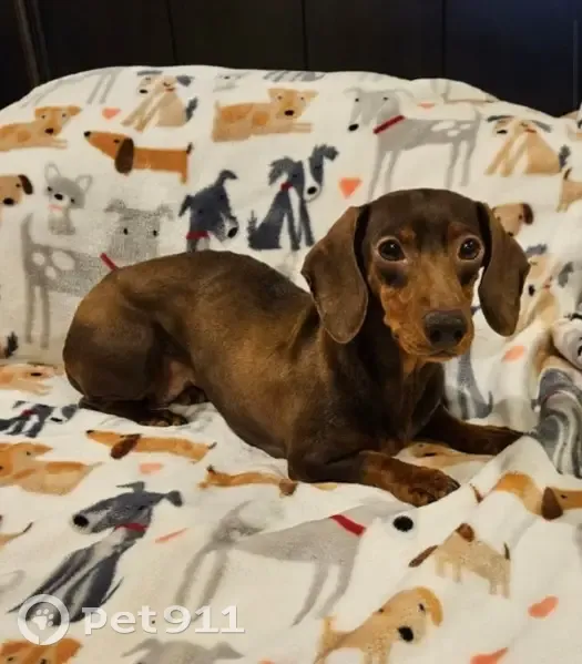 Lost female dog, Linden Street, Greenfield - reddish brown and skittish - photo