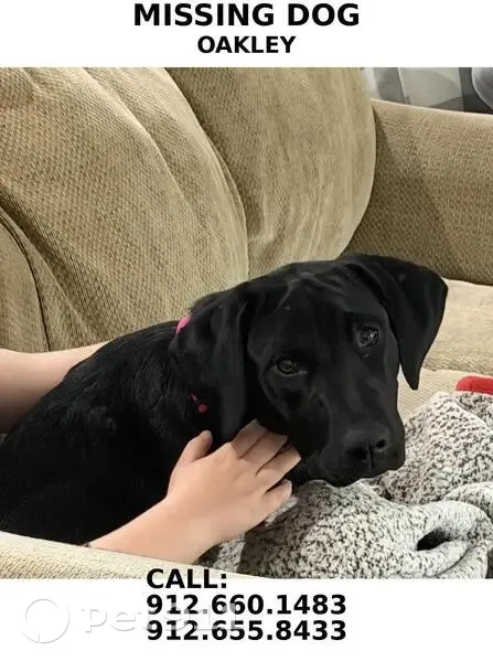 Lost female dog, Salt Creek Road, 230, Savannah - photo