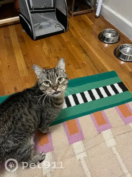 Lost male cat, 73rd Street, 501, New York - tabby with no teeth - photo