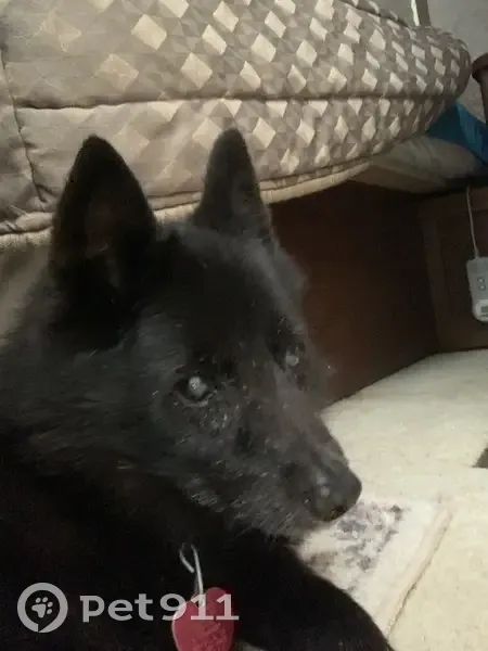 Lost female dog, Seymour, Tennessee - black Schipperke with cataracts - photo
