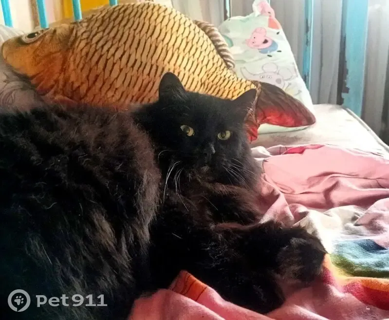 Зникла кішка, проспект Володимира Івасюка, 42-В, Київ - дуже пухнаста з жовтими очима - photo