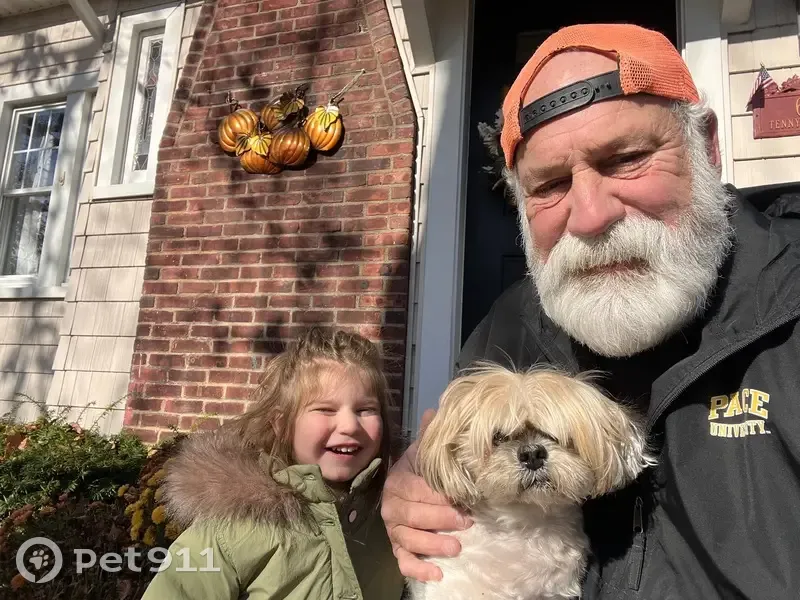 Lost male dog, Tennyson Avenue, Baldwin - white and tan, 15 years old - photo