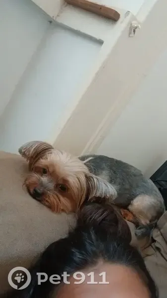 Cachorro perdido Fêmea (brl002556) - photo