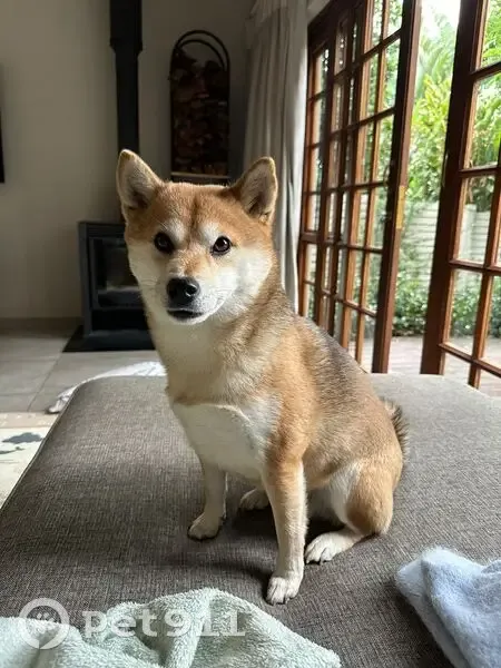 Lost female dog, Philip Kgosana Drive, Cape Town - Shiba Inu named Donna - photo
