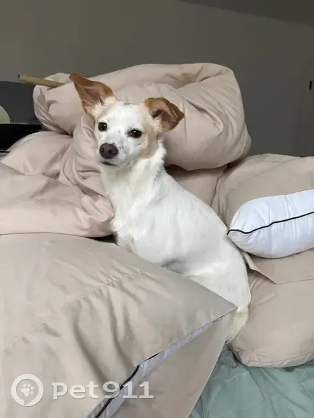 Lost female dog, Joda Drive, 8475, Brighton - small white with orange spotting - photo