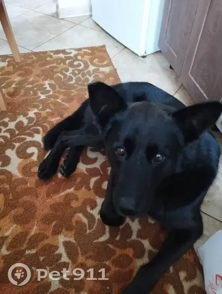 Зник собака, вулиця Івана Підкови, 41, Хмельницький - повністю чорний - photo