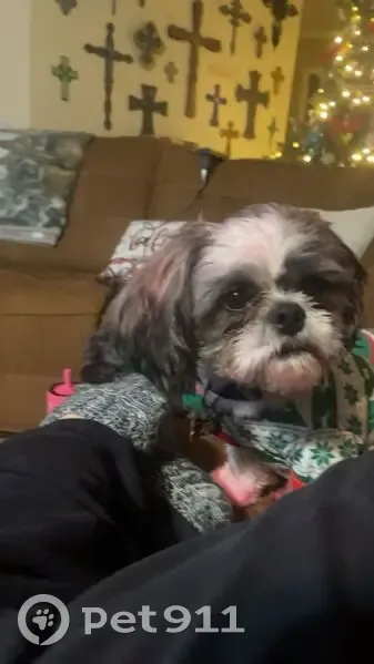 Lost male dog, Avery, Kansas City - petite Shihtzu with gray brindle spots - photo
