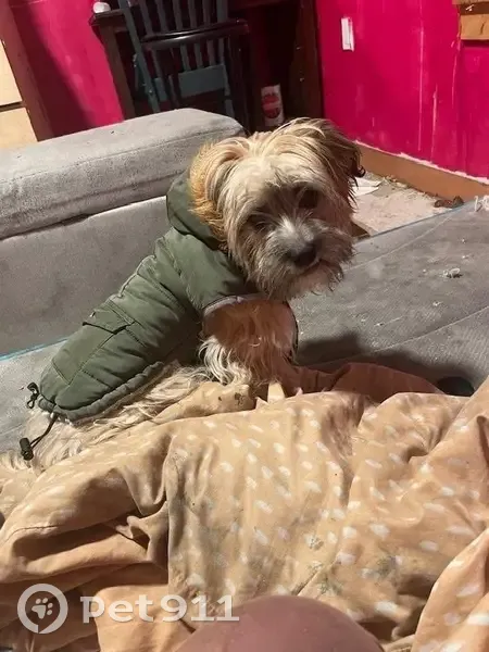 Lost female dog, Brooklyn Avenue Northeast, Seattle - golden Yorkipoo - photo