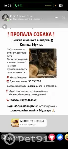 Зник собака, вулиця Василя Стуса, Жидачів - велика довгошерста німецька вівчарка - photo