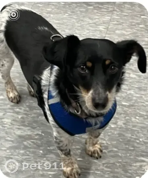 Lost female dog, South Tryon Street, 105, Charlotte - grey/black spots - photo