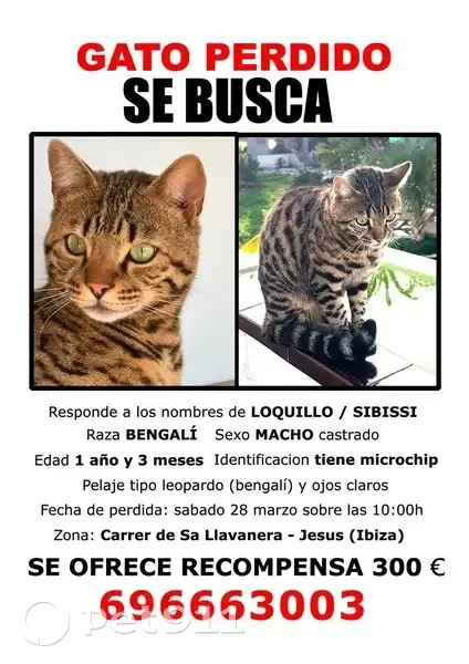 Perdido gato masculino, Jesús, Ibiza - raza bengalí - photo