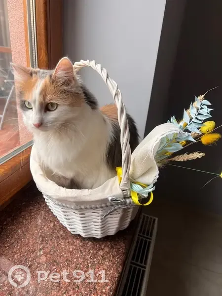 Зникла кішка, Дрогобицька вулиця, 14, Львів - боїться чужих людей - photo