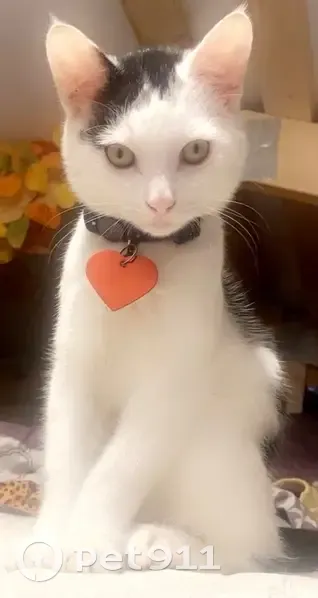 Lost male cat, Gann Road, Soddy-Daisy - white with black spots - photo