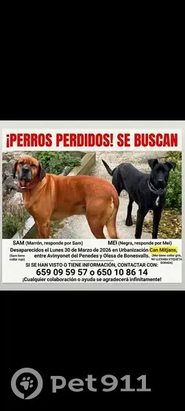 Perdido perro hembra, Can Mitjans, Barcelona - photo