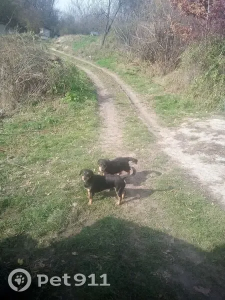 Зник чоловічий собака, вулиця Шевченка, Великі Пріцьки - чорний з білою плямою на грудях - photo