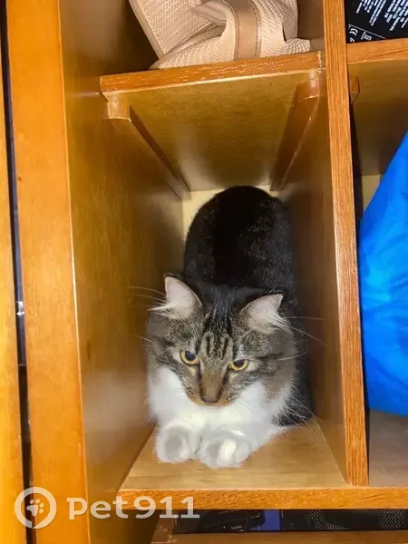 Gato desaparecido Fêmea (brl002558) - photo