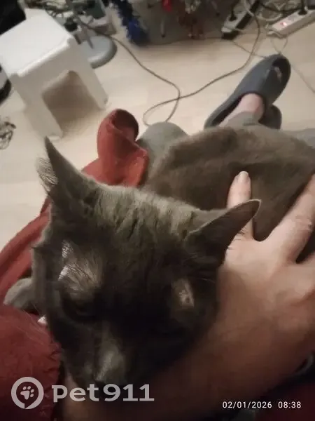 Chat perdu, Rue du 8 Mars, Seclin - type chartreux, tâches blanches - photo