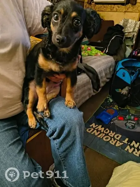 Lost female dog, East Sahara Avenue, Las Vegas - photo