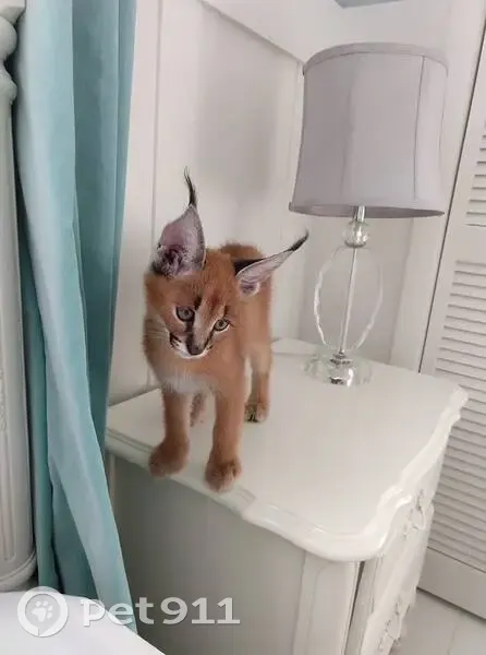 Gato desaparecido Macho (brl002559) - photo