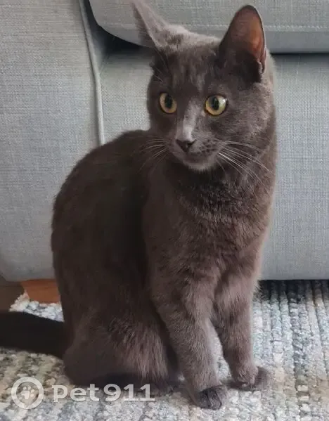 Lost female cat, Victoria Road, Wimborne Minster - grey with soft coat - photo