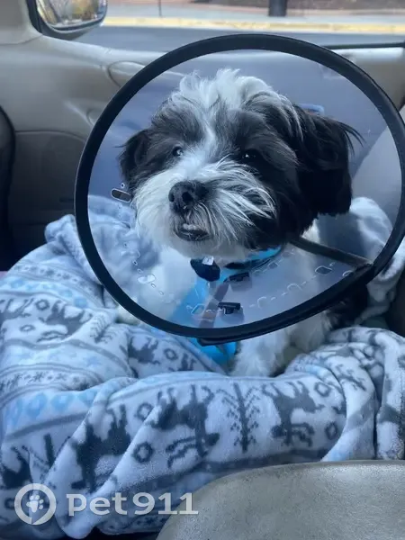 Lost male dog, Cedar Ridge Trail, Lawrenceville - white with black spots - photo