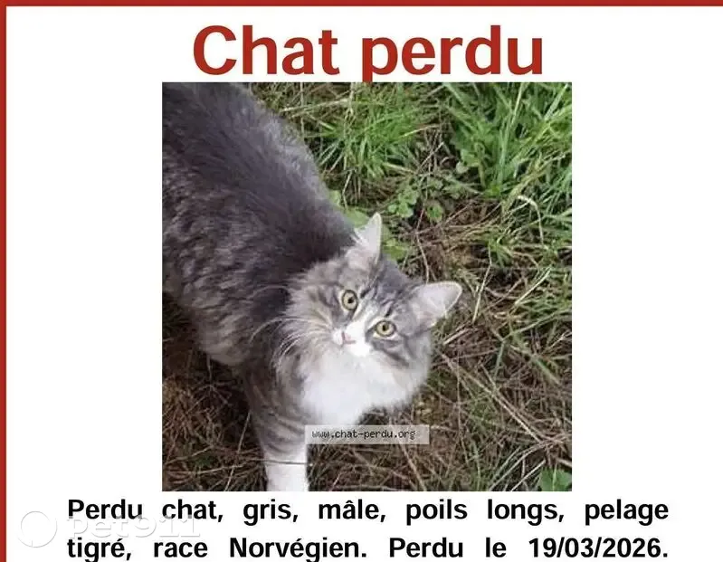 Perdu Chat, Rue Claude Pernès, Rosny-sous-Bois - très grand et costaud - photo