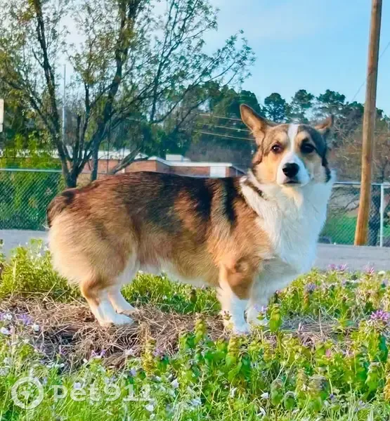 Lost male dog, West Military Drive, North Little Rock - Corgi sable and white - photo