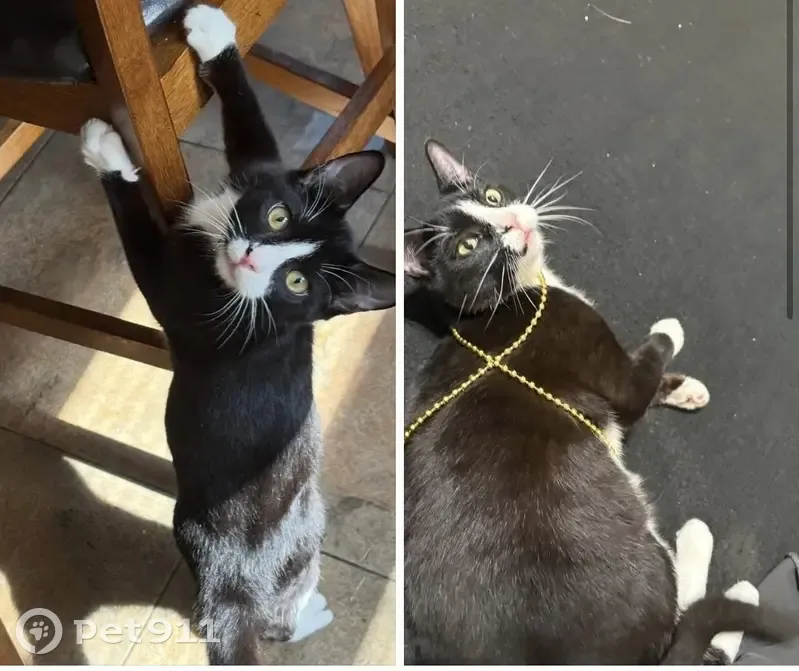 Lost male cat, Elm Avenue, Portsmouth - black and white with a pink nose - photo