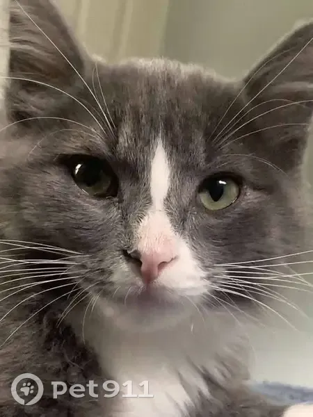 Lost male cat, Idlewild Drive, Evansville - long haired, green collar with flowers - photo