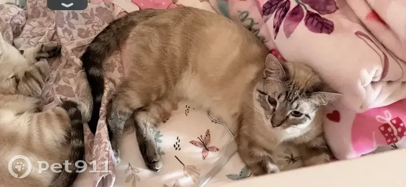 Lost male cat, Munson Hill Road, Falls Church - cream with gray face and striped tail - photo