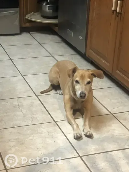 Lost male dog, Williamsburg Circle, Northborough - 12-year-old dachshund mix - photo