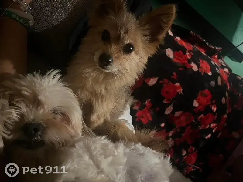 Lost male dog, Nicoll Avenue, 22, Central Islip - brown fur - photo