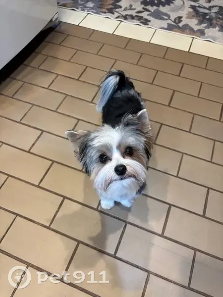 Lost female dog, West Hampton Street, Pemberton - black and white, 5lbs - photo