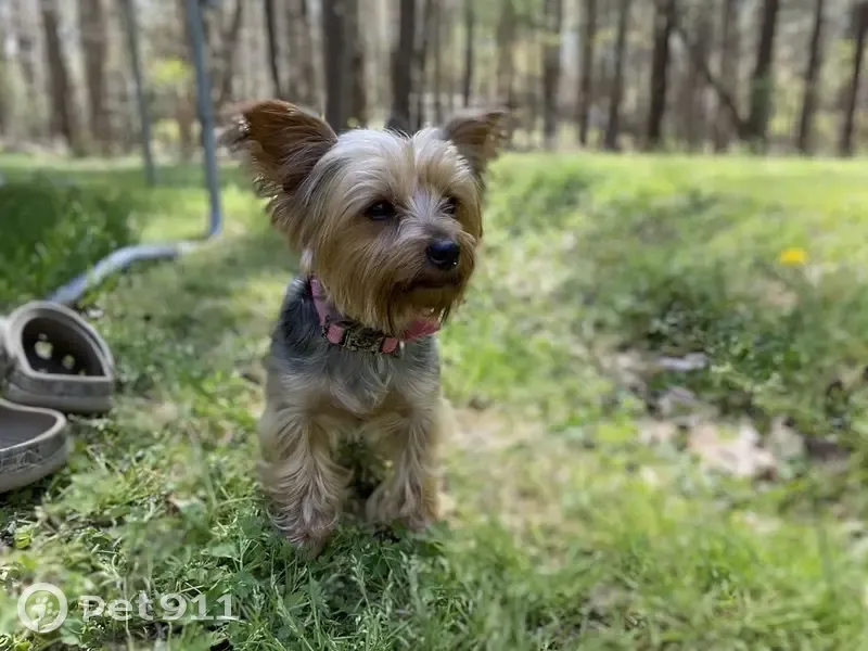 Lost female dog, Wayside Farm Road, Havana - purple collar with Pawscout tag - photo