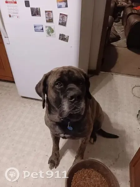 Lost male dog, Witzke Road, Latham - Brindle English Mastiff - photo